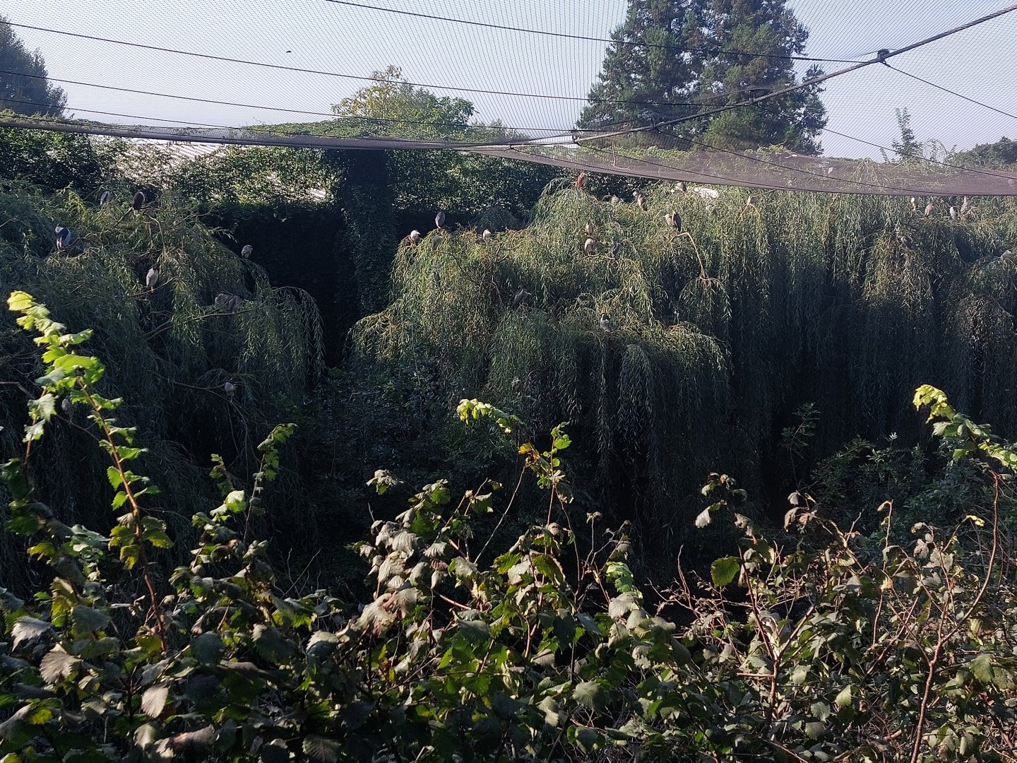 Heronry in Asian marsh aviary