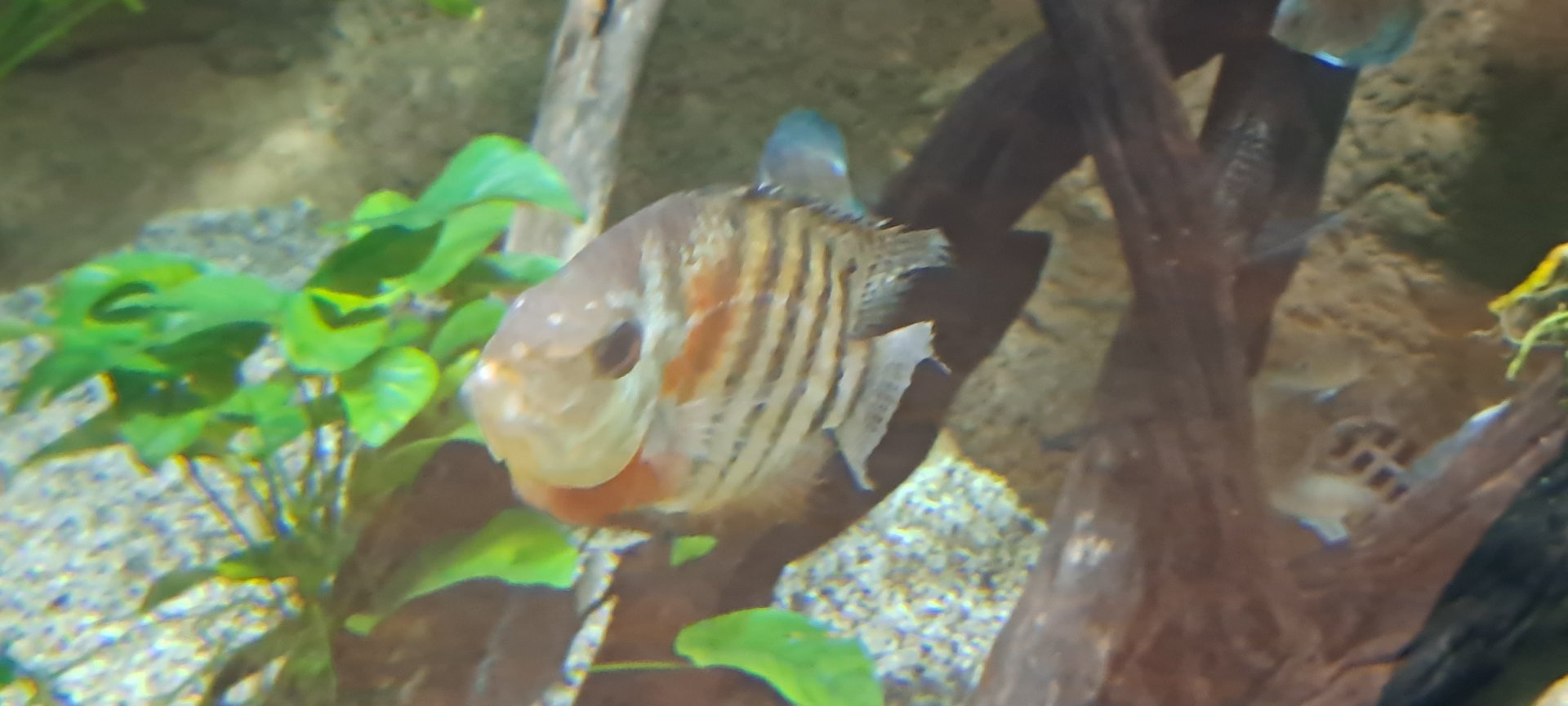 Heros Cichlid