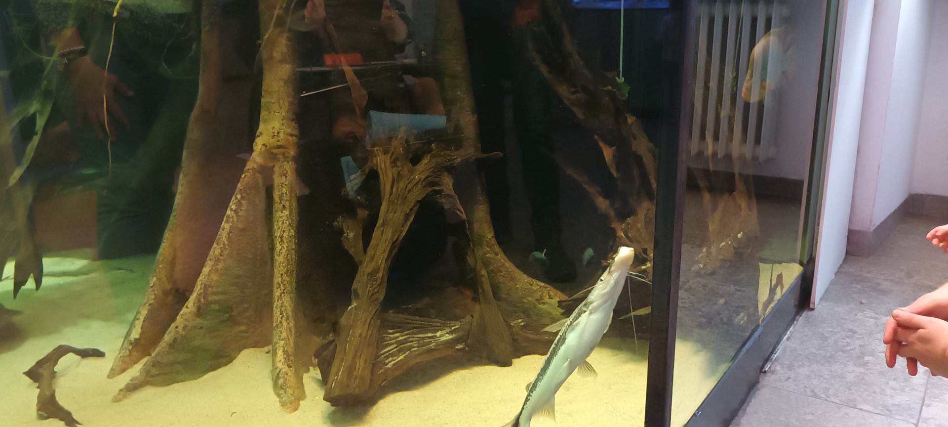 Heros efasciatus and Duckbill Catfish