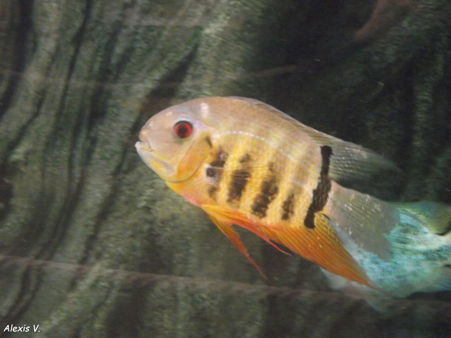 Heros efasciatus Cichlid - Zooparc de Beauval - 12/01/2025