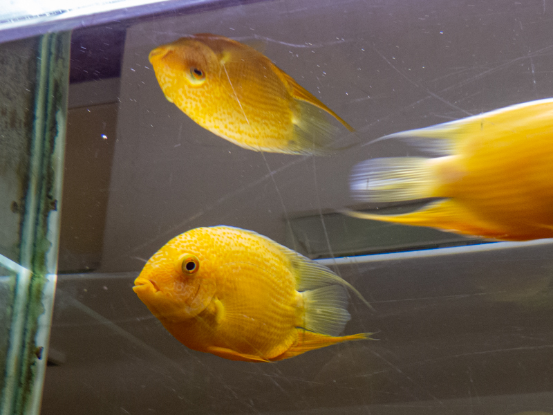 Heros efasciatus "gold"