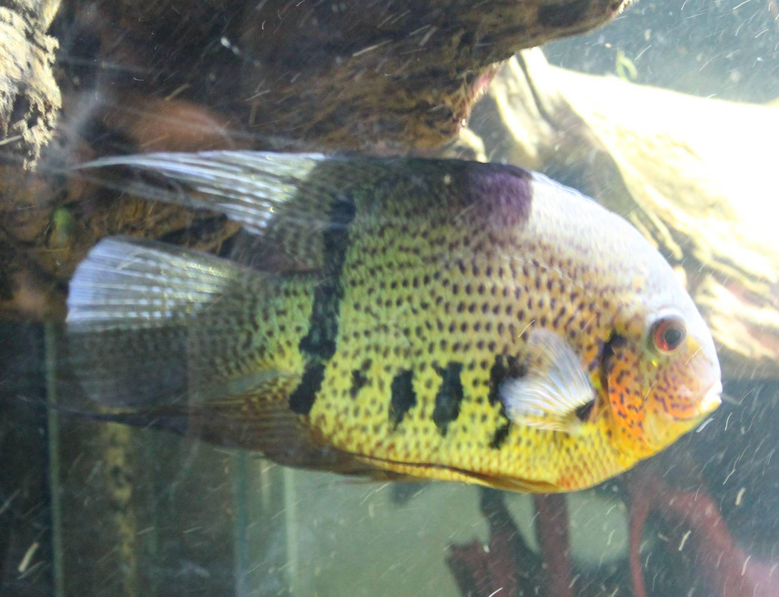 Heros severum