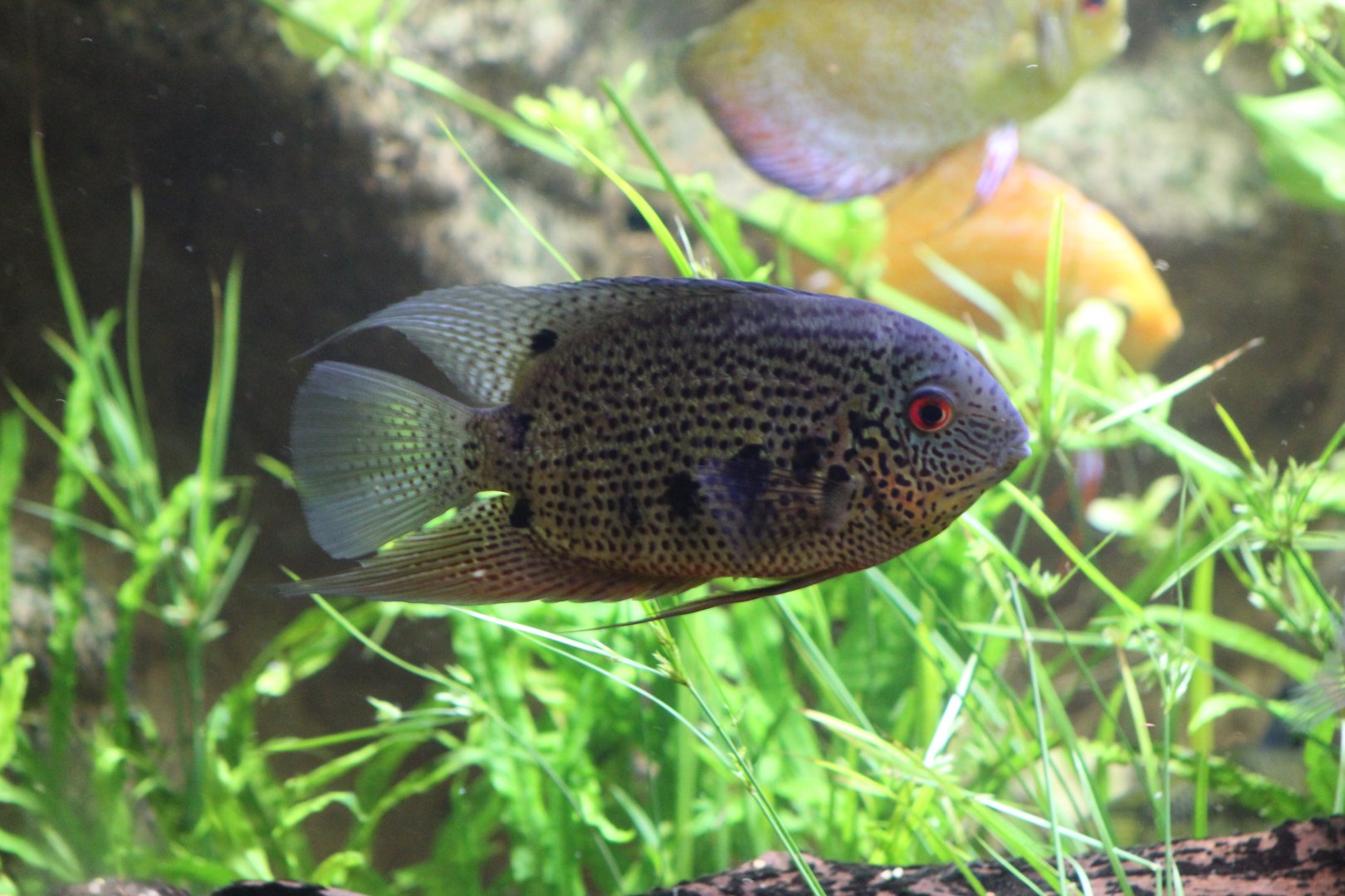 Heros sp. cichlid??