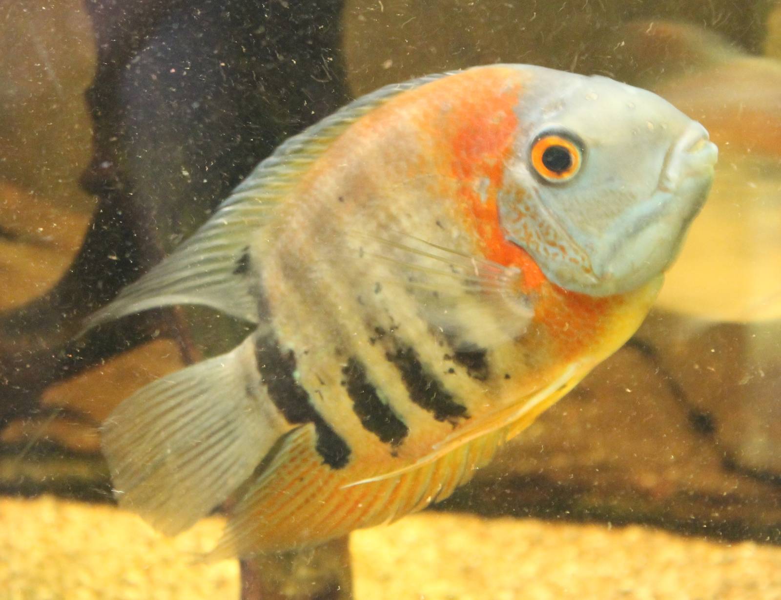 Heros species Rotkeil