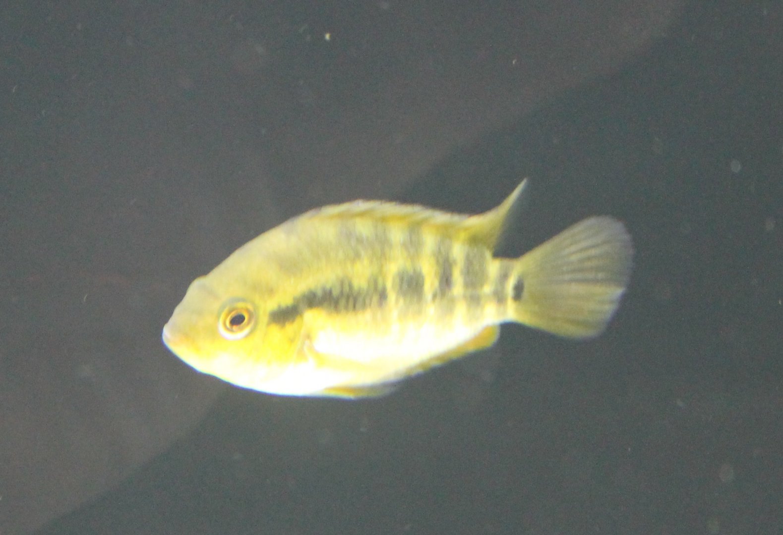 Herotilapia multispinosa