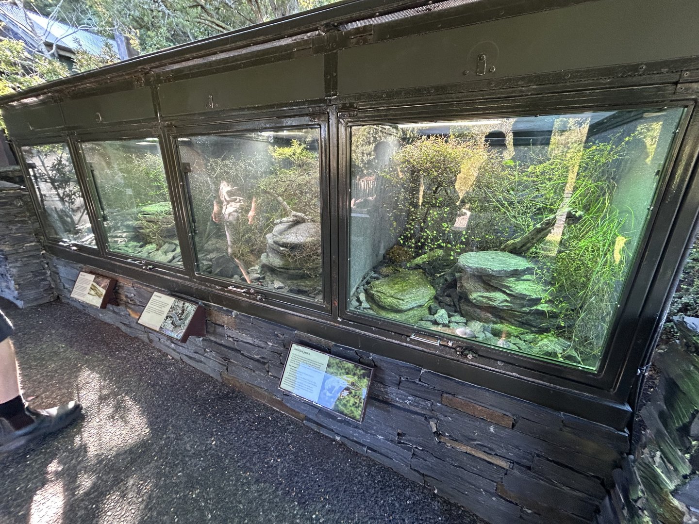 Herp Exhibits - Te Wao Nui