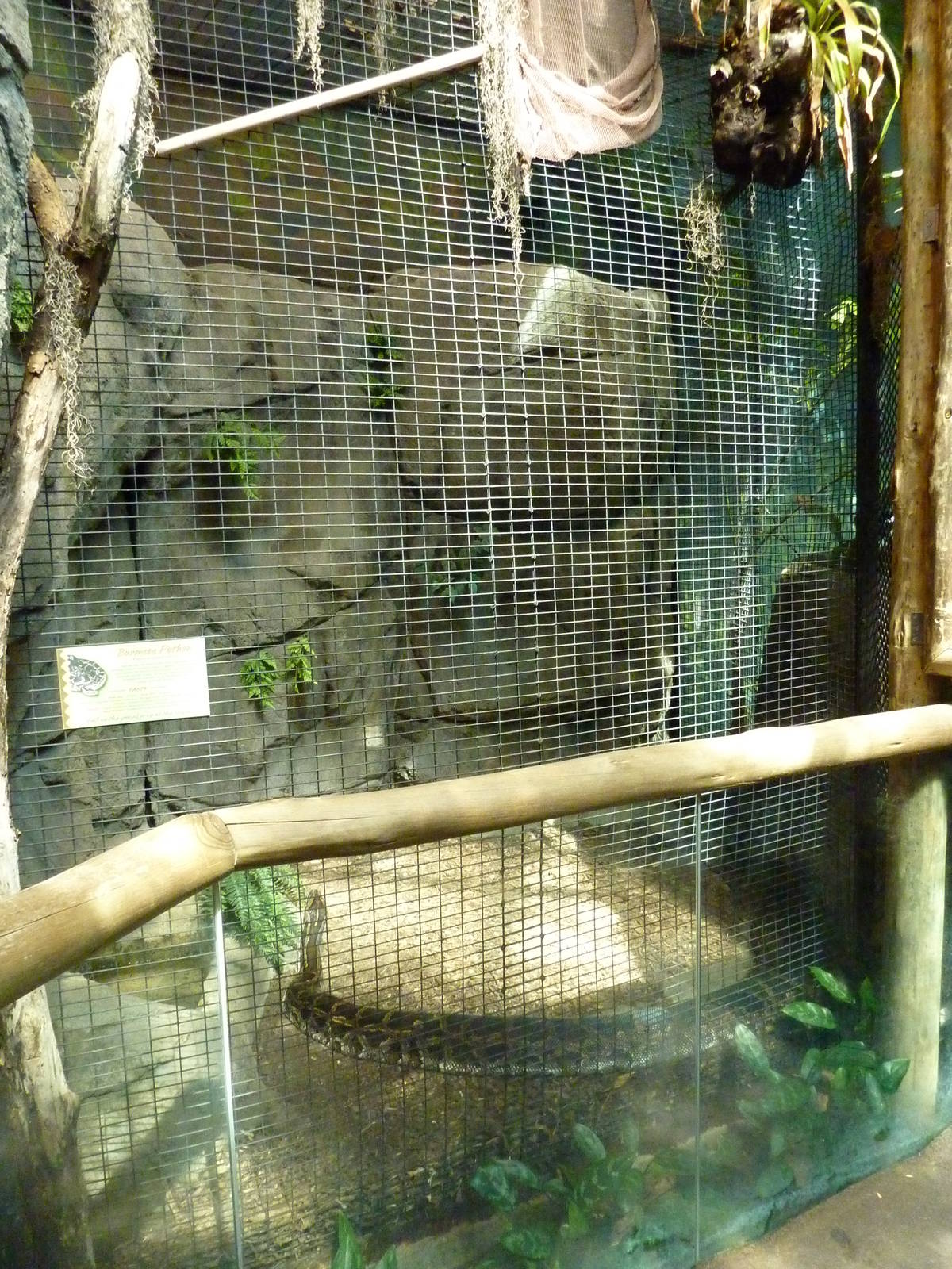 HerpAquarium - Burmese Python Exhibit