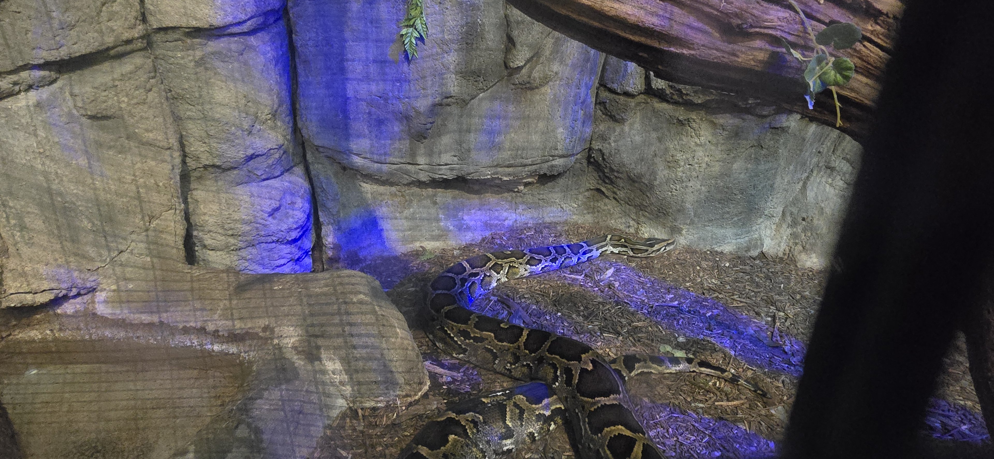 Herpaquarium - Burmese python