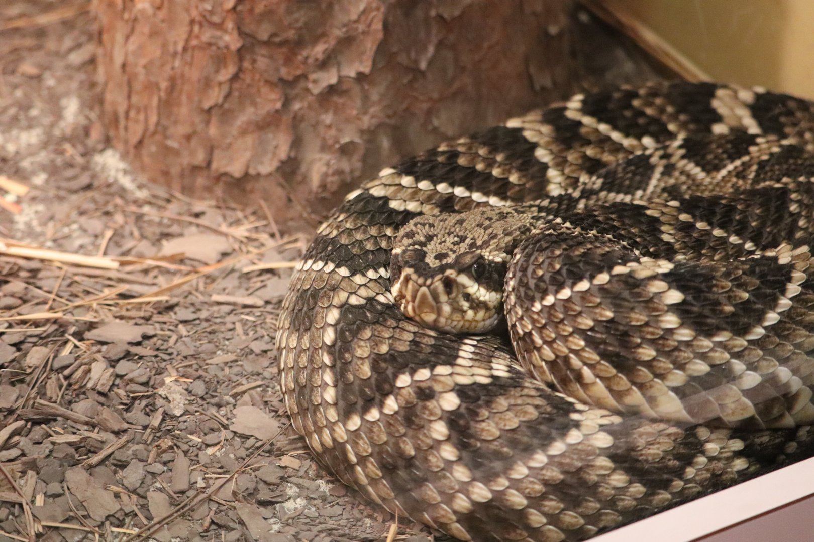 HerpAquarium - Eastern Diamondback Rattlesnake