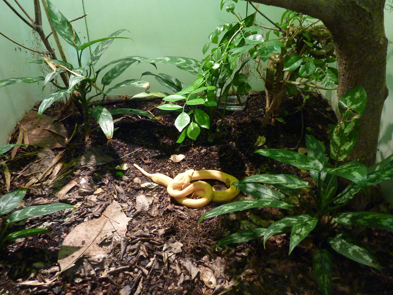 HerpAquarium - Eyelash Viper Exhibit