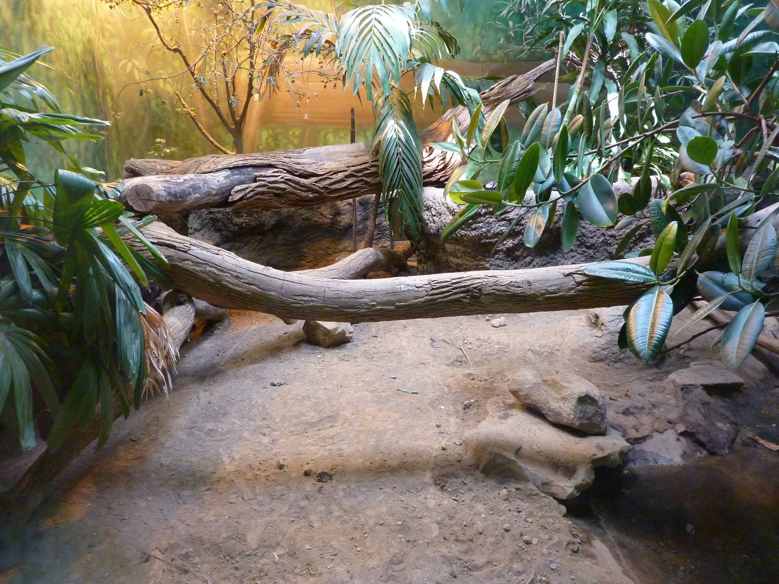 HerpAquarium - Green Anaconda/Argentine Tegu/Red-Footed Tortoise Exhibit