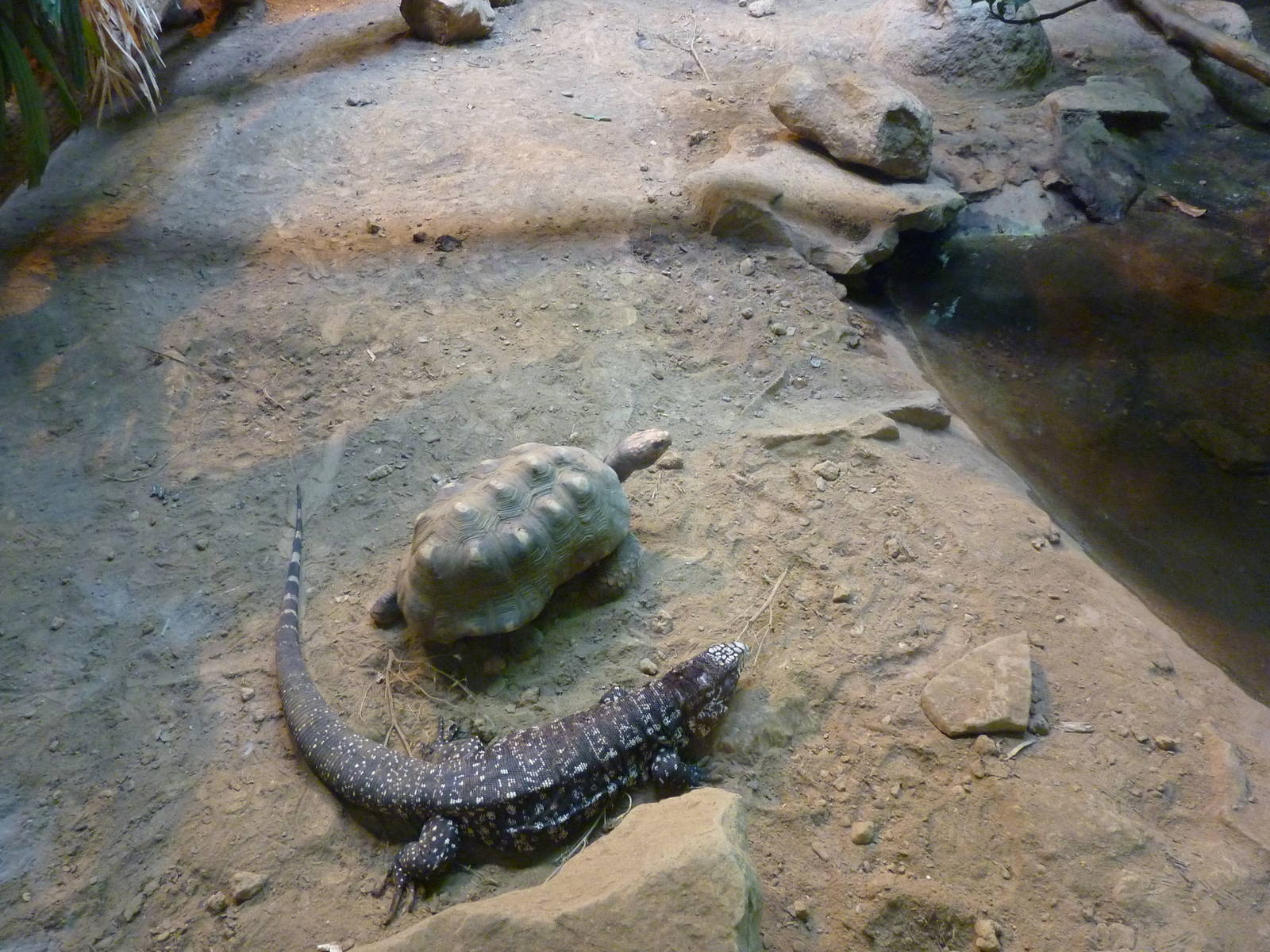 HerpAquarium - Green Anaconda/Argentine Tegu/Red-Footed Tortoise Exhibit