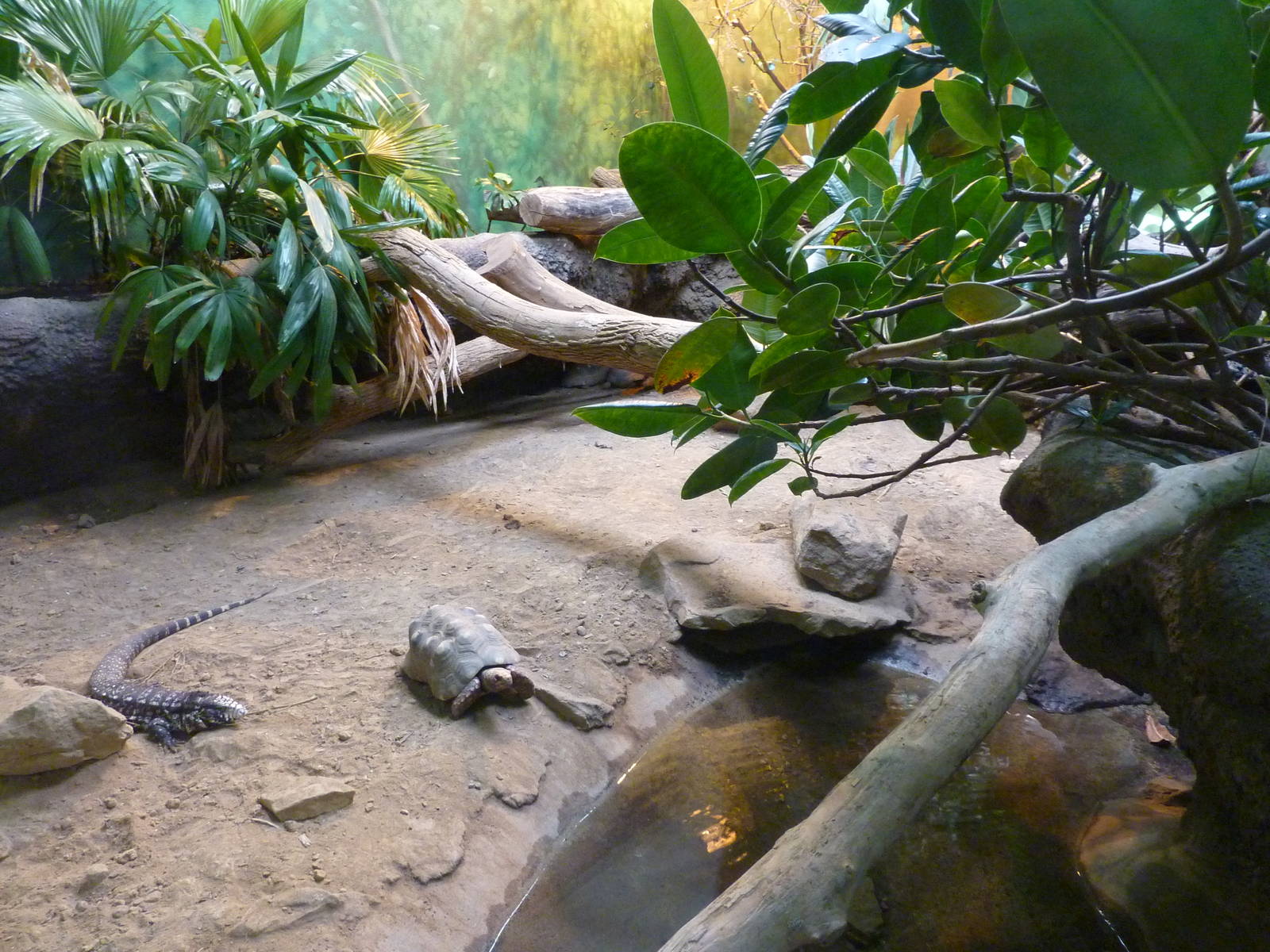HerpAquarium - Green Anaconda/Argentine Tegu/Red-Footed Tortoise Exhibit