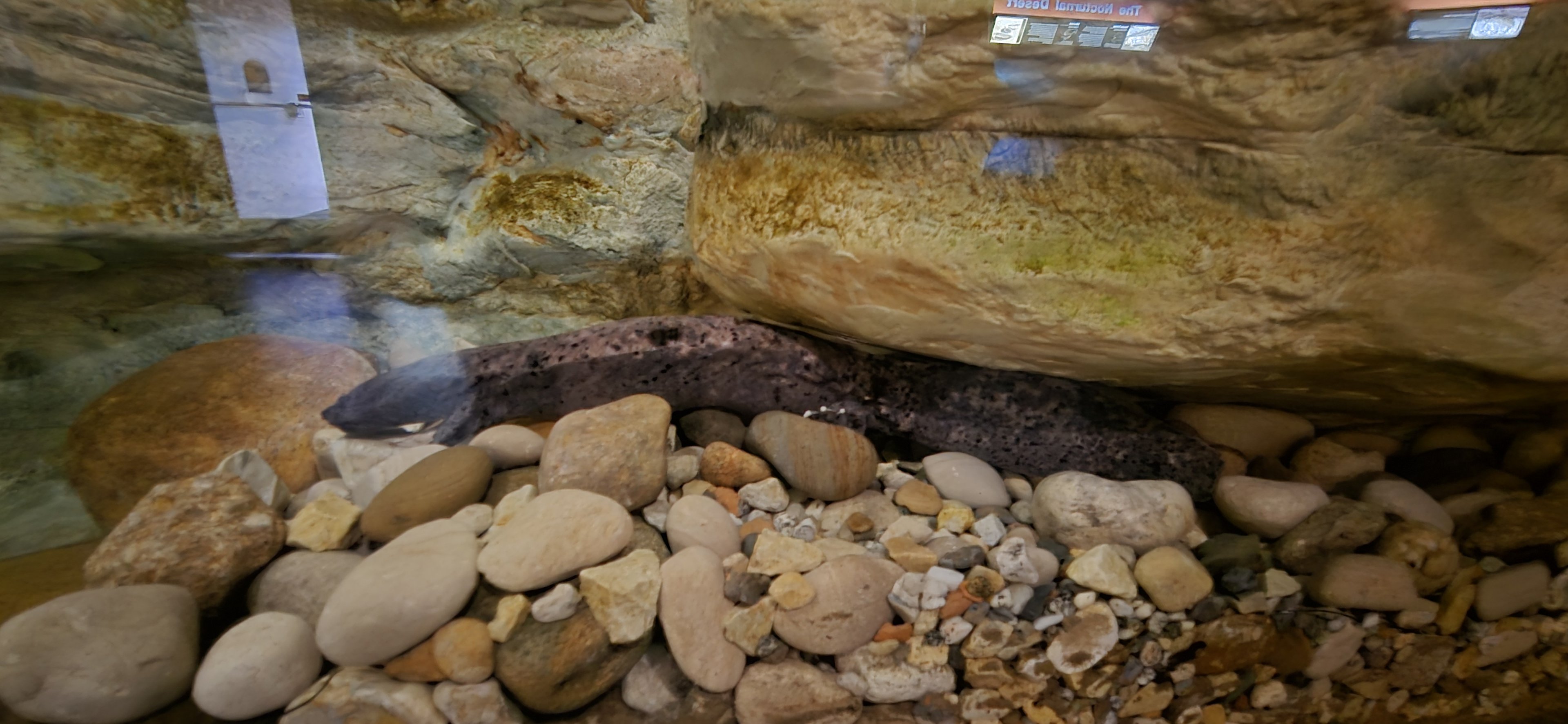 Herpaquarium - Hellbender