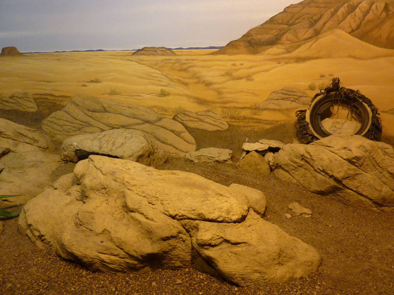 HerpAquarium - Mexican Beaded Lizard Exhibit