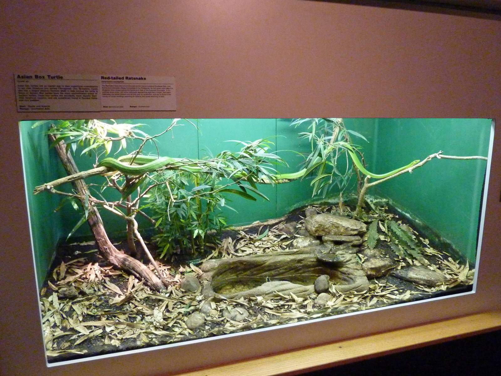 HerpAquarium - Red-Tailed Ratsnake/Asian Box Turtle Exhibit