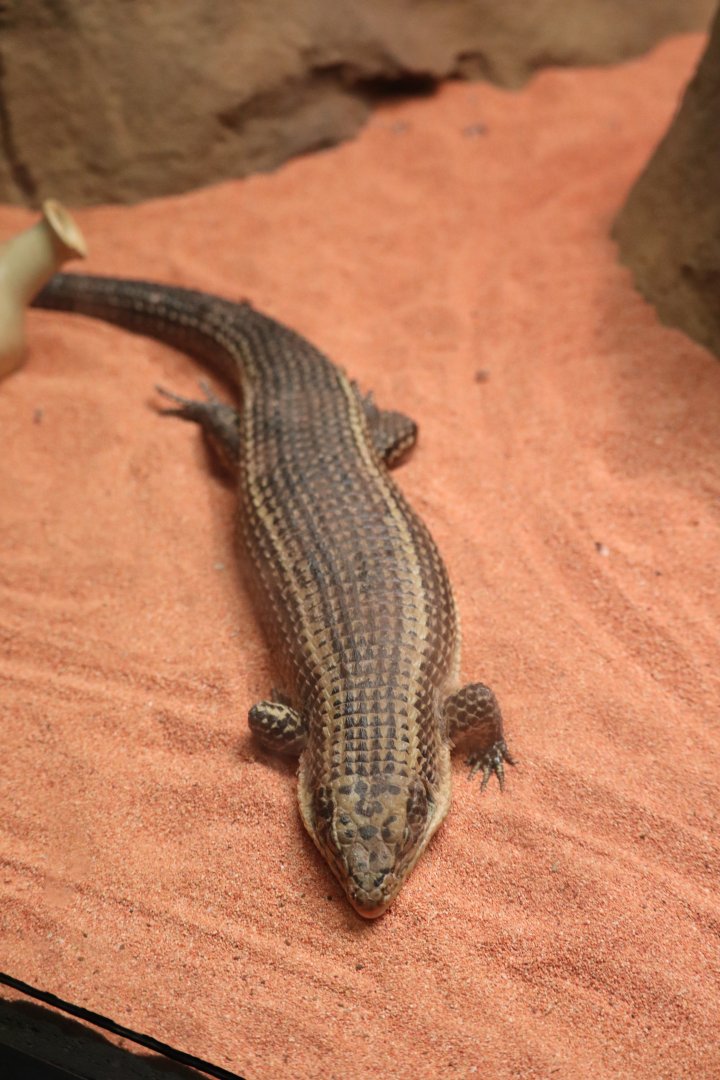 HerpAquarium - Sudan Plated Lizard