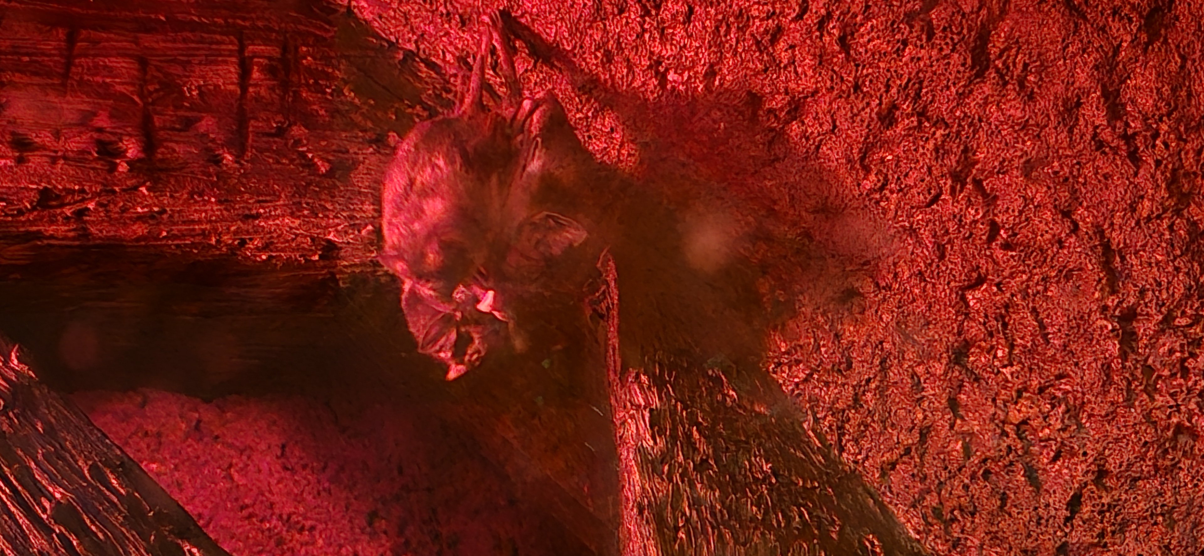 Herpaquarium - Vampire bats