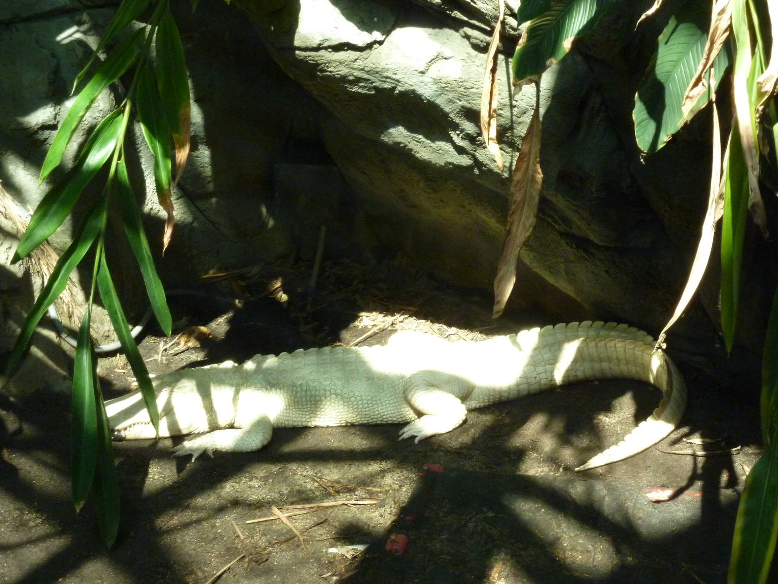 HerpAquarium - White Alligator