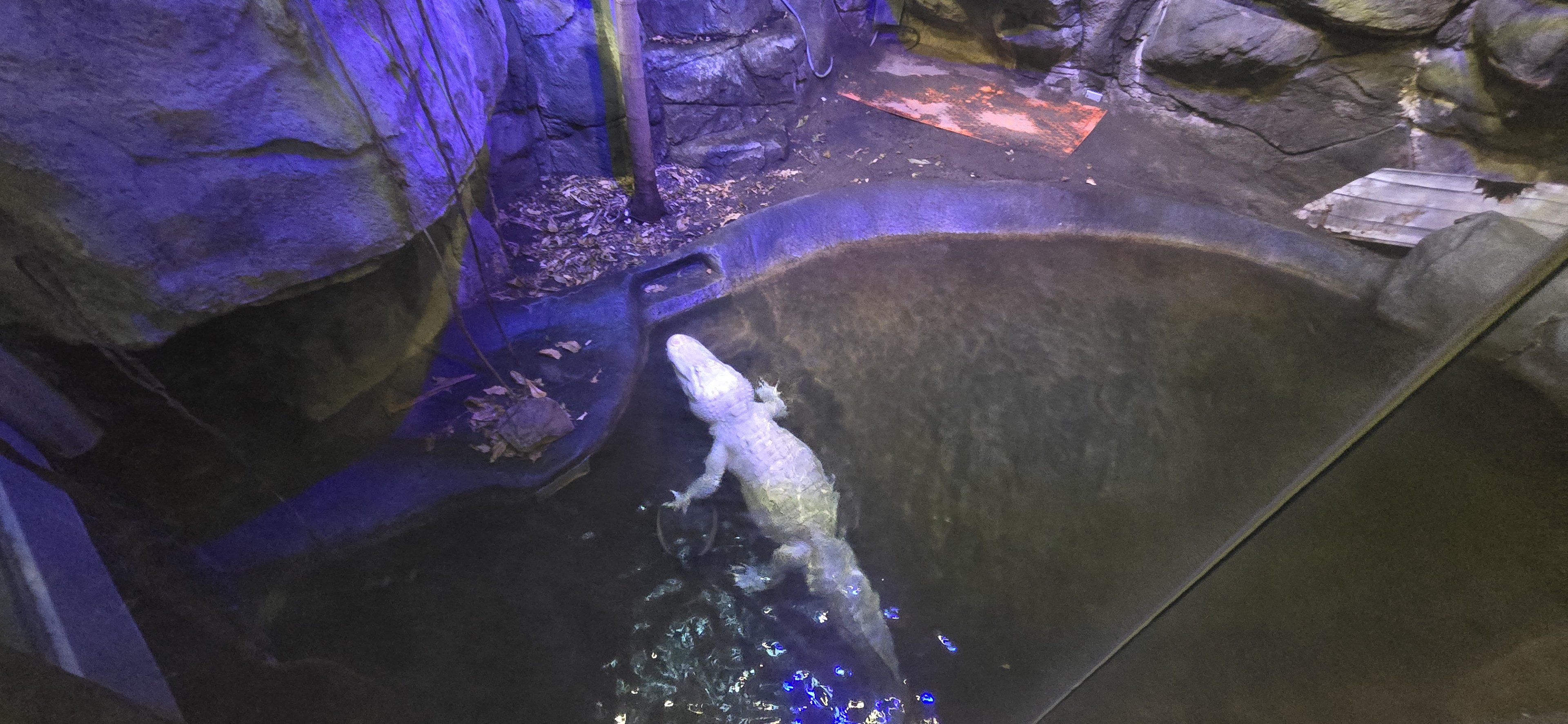 Herpaquarium - White alligator