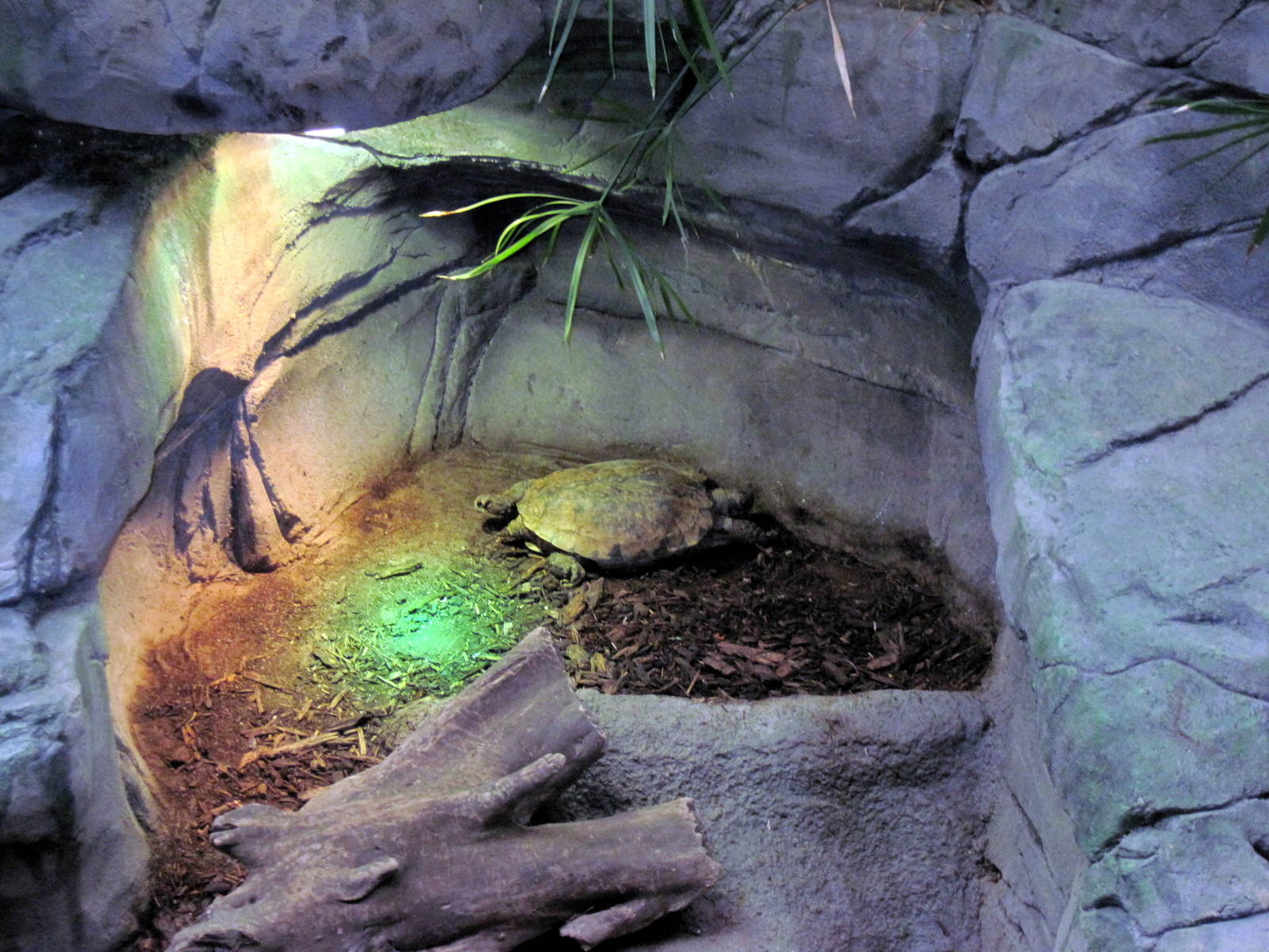 Herpetarium-Asian Turtle