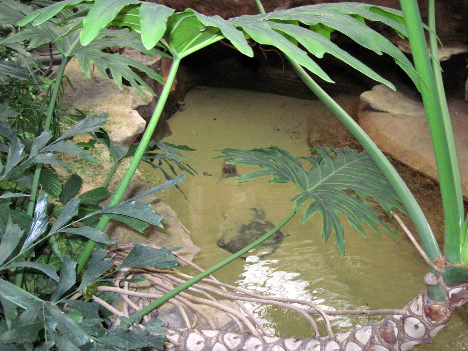 Herpetarium-Asian Turtle