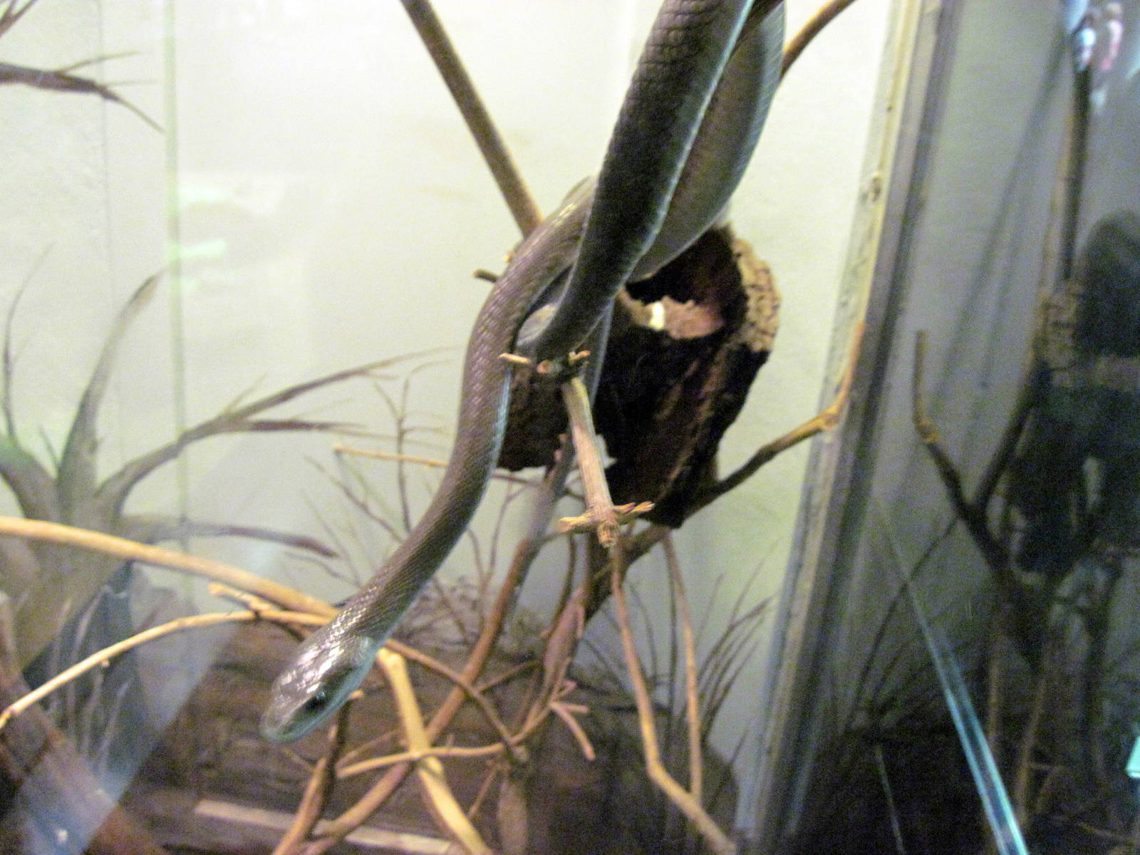 Herpetarium-Black Mamba