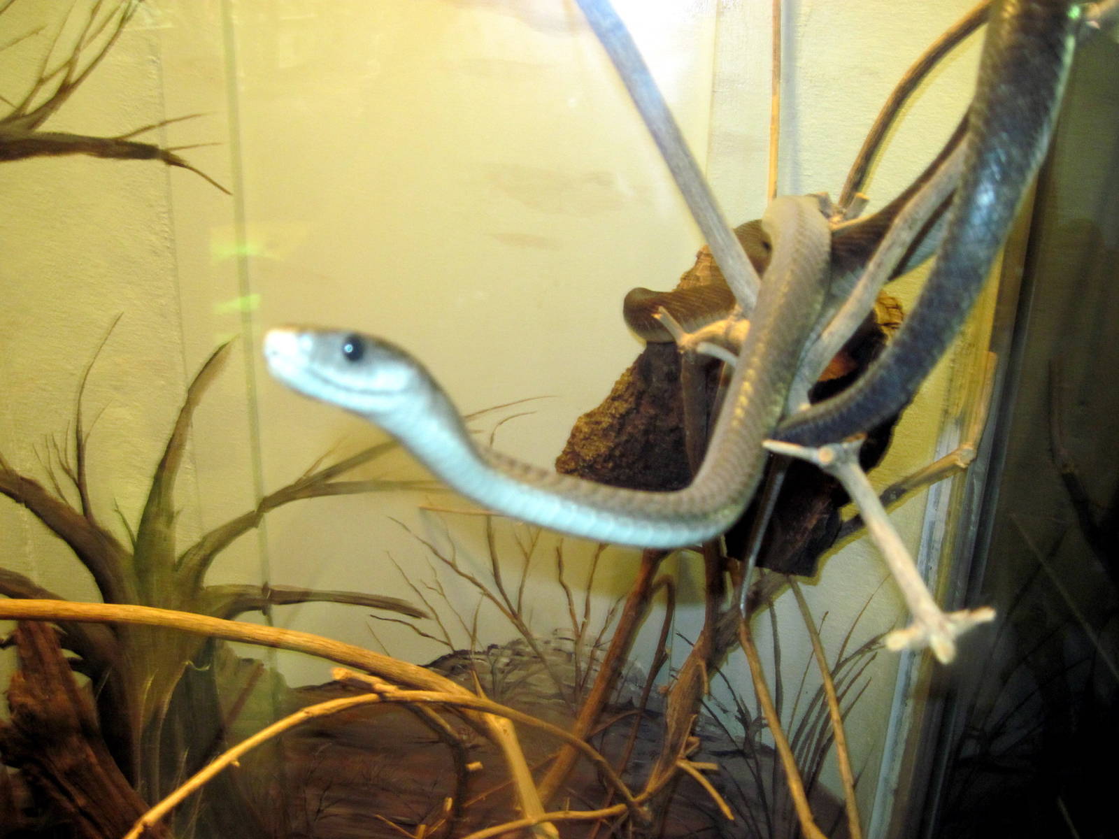 Herpetarium-Black Mamba
