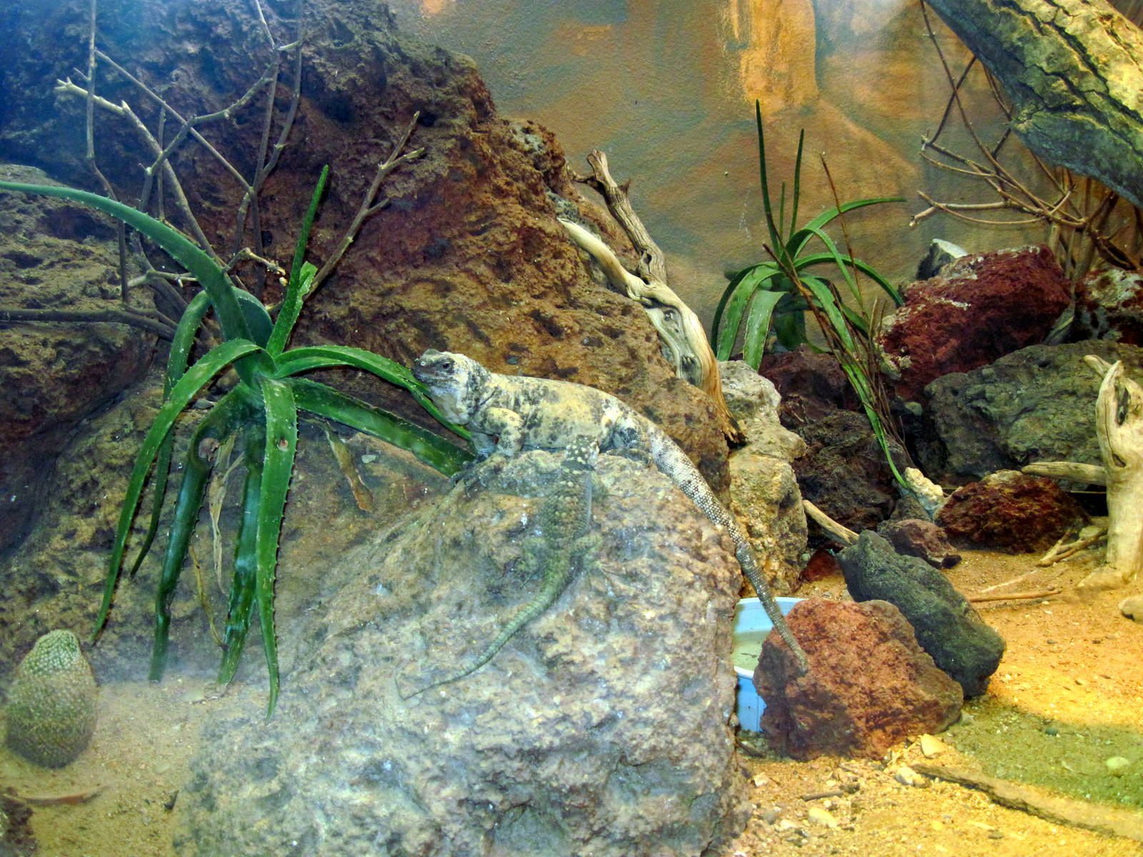 Herpetarium-Blue Spiny Lizard and Chuckwalla