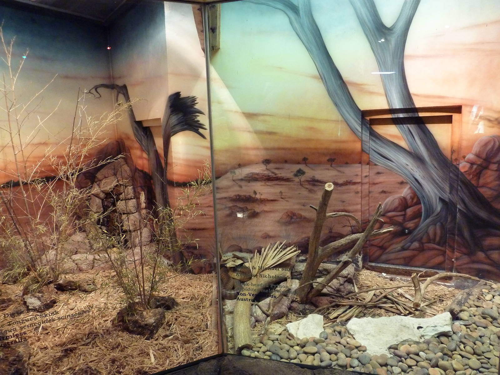 Herpetarium - Blue-Tongued Skink + Black-Headed Python Exhibits