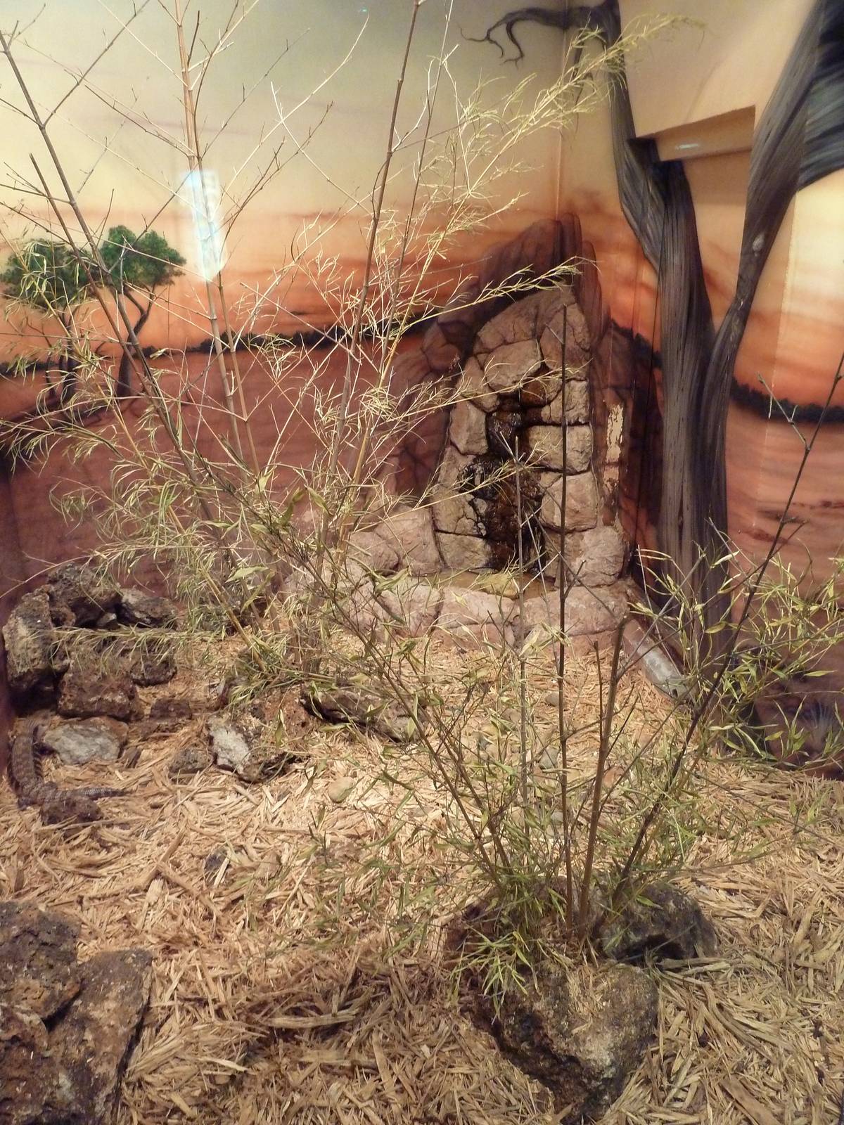 Herpetarium - Blue-Tongued Skink Exhibit