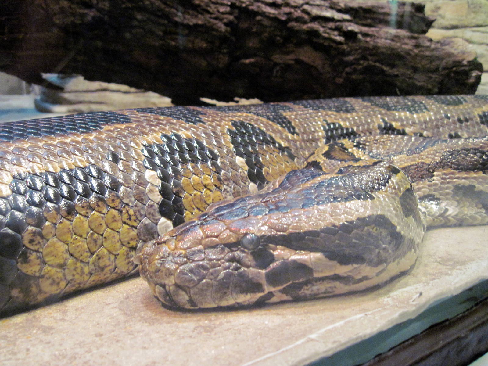 Herpetarium-Burmese Python