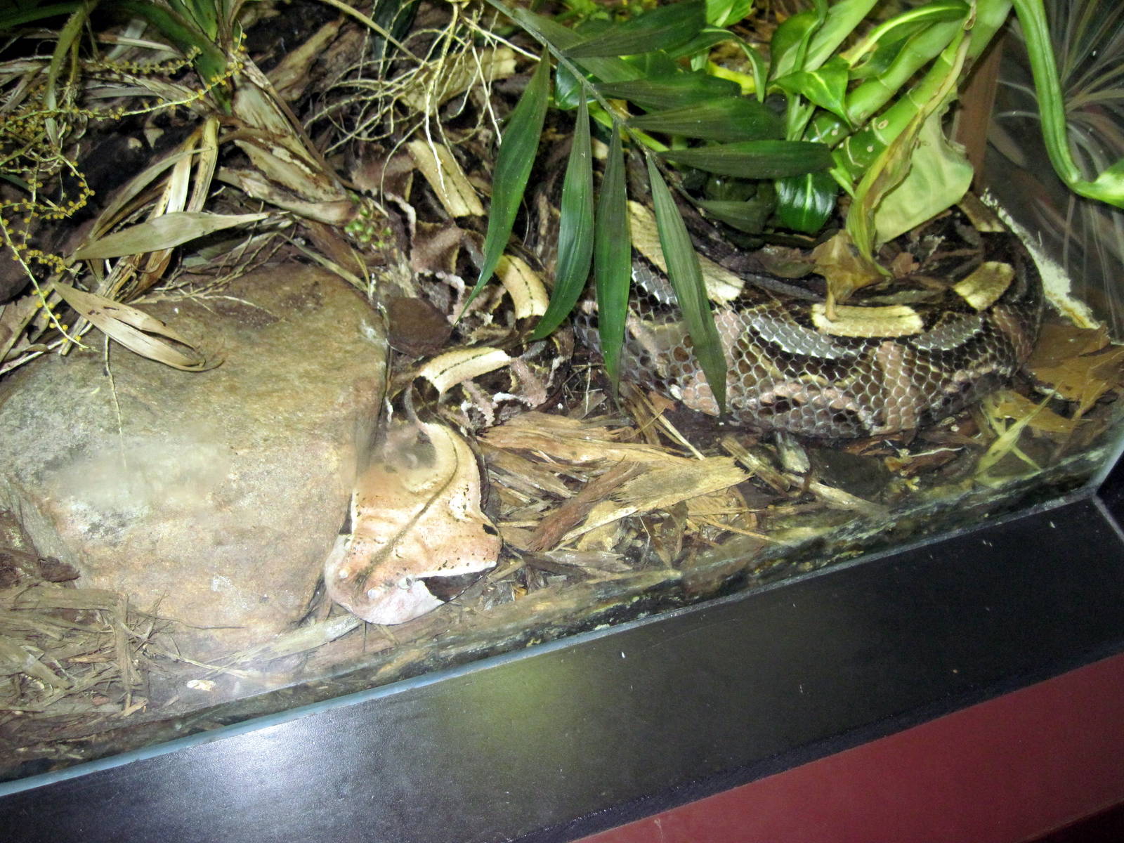 Herpetarium-Bushmaster