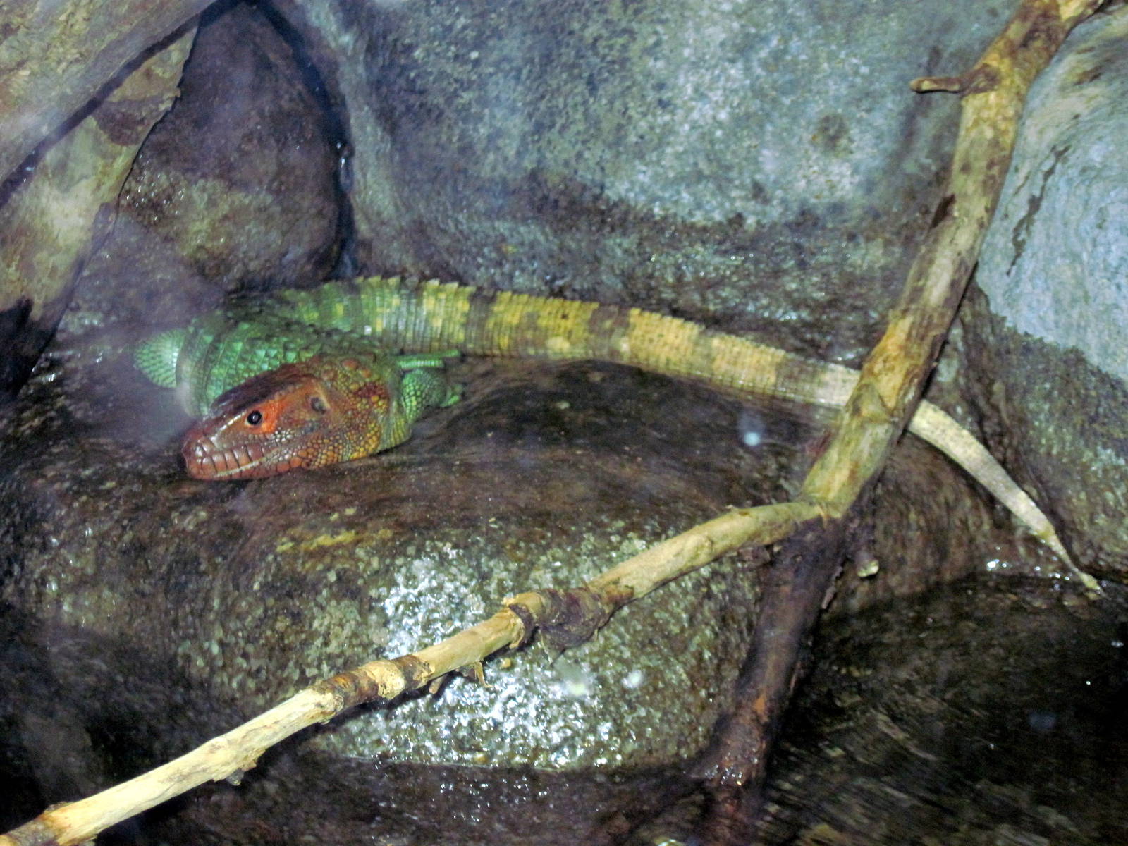 Herpetarium-Caiman Lizard
