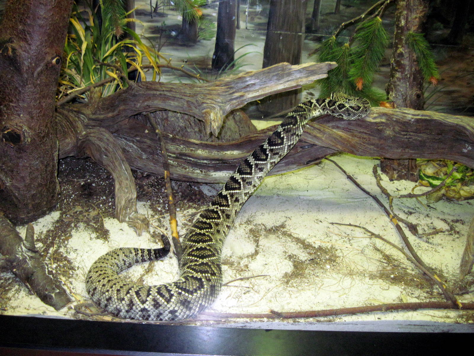 Herpetarium-Diamondback Rattlesnake