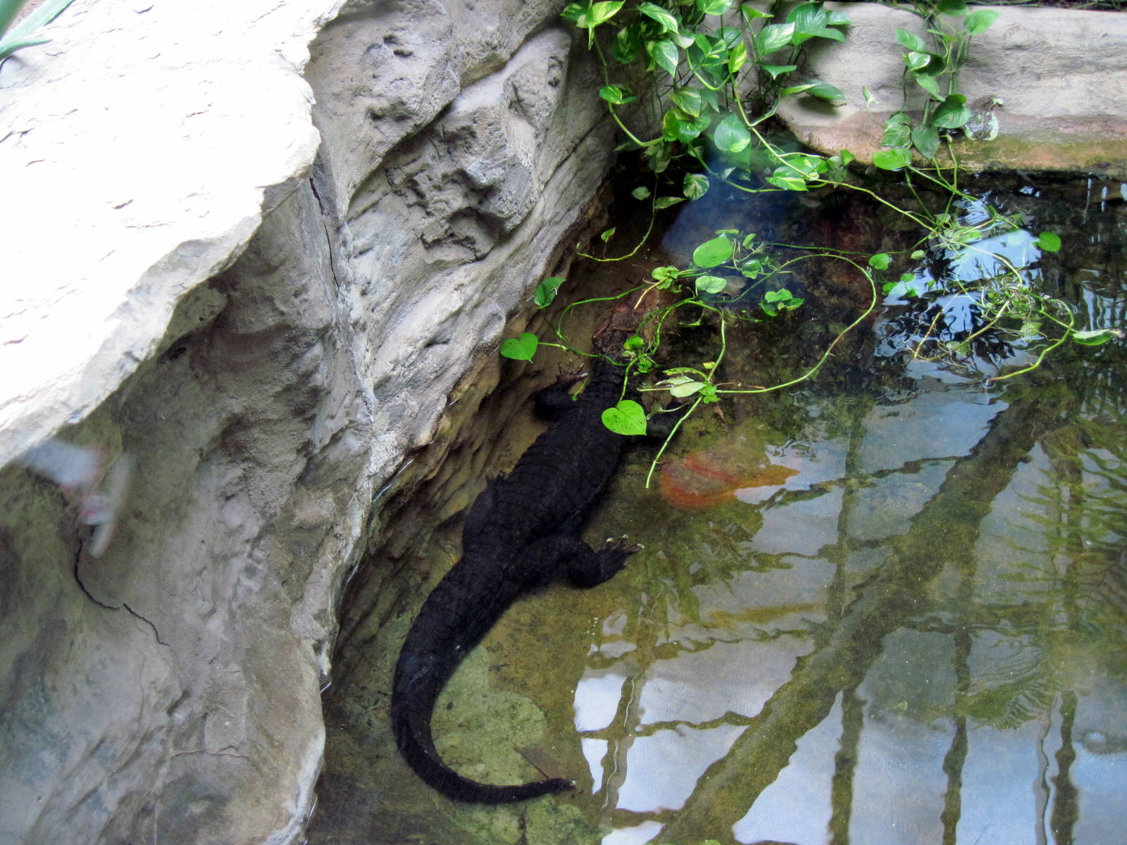 Herpetarium-Dwarf Caiman