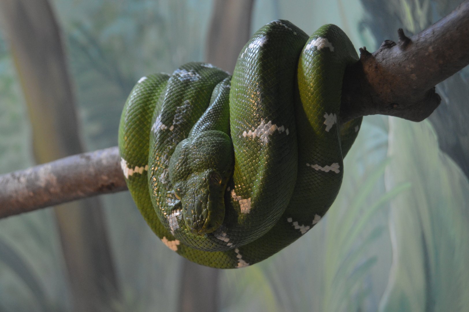 Herpetarium - Emerald Tree Boa