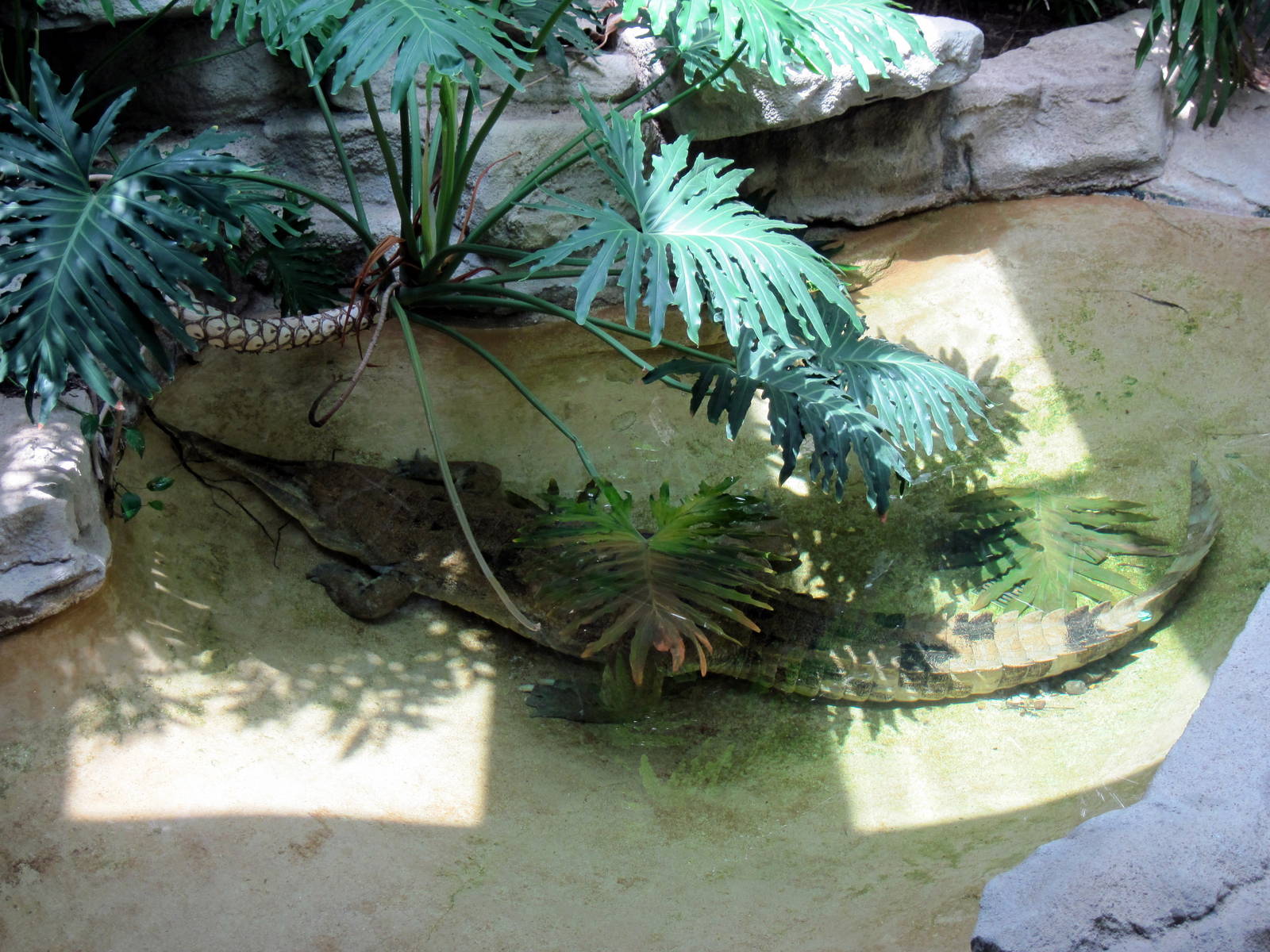 Herpetarium-False Gavial