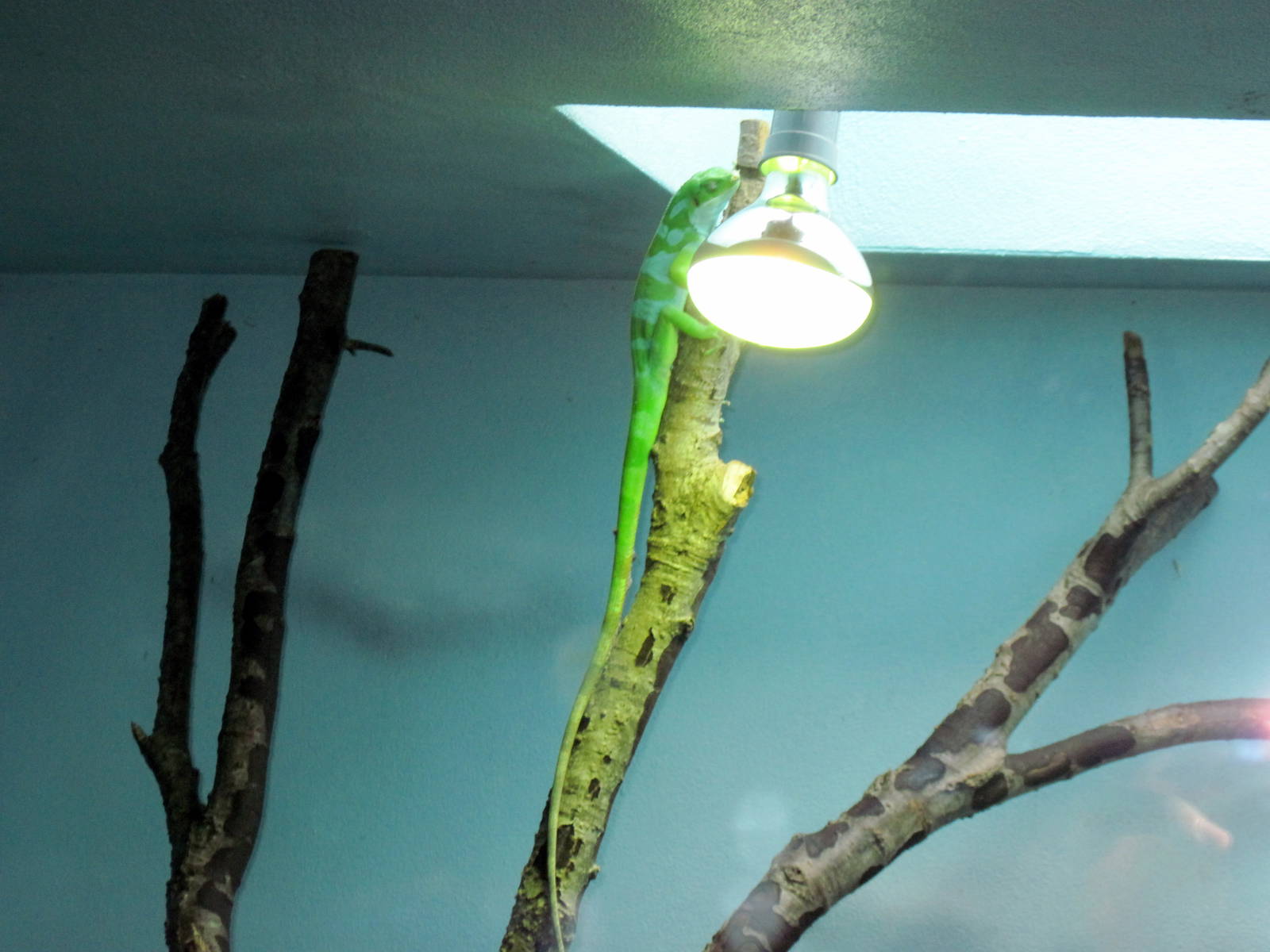 Herpetarium-Fiji Banded Iguana