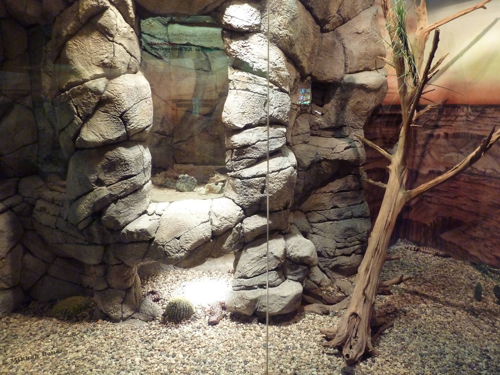 Herpetarium - Gila Monster Exhibit