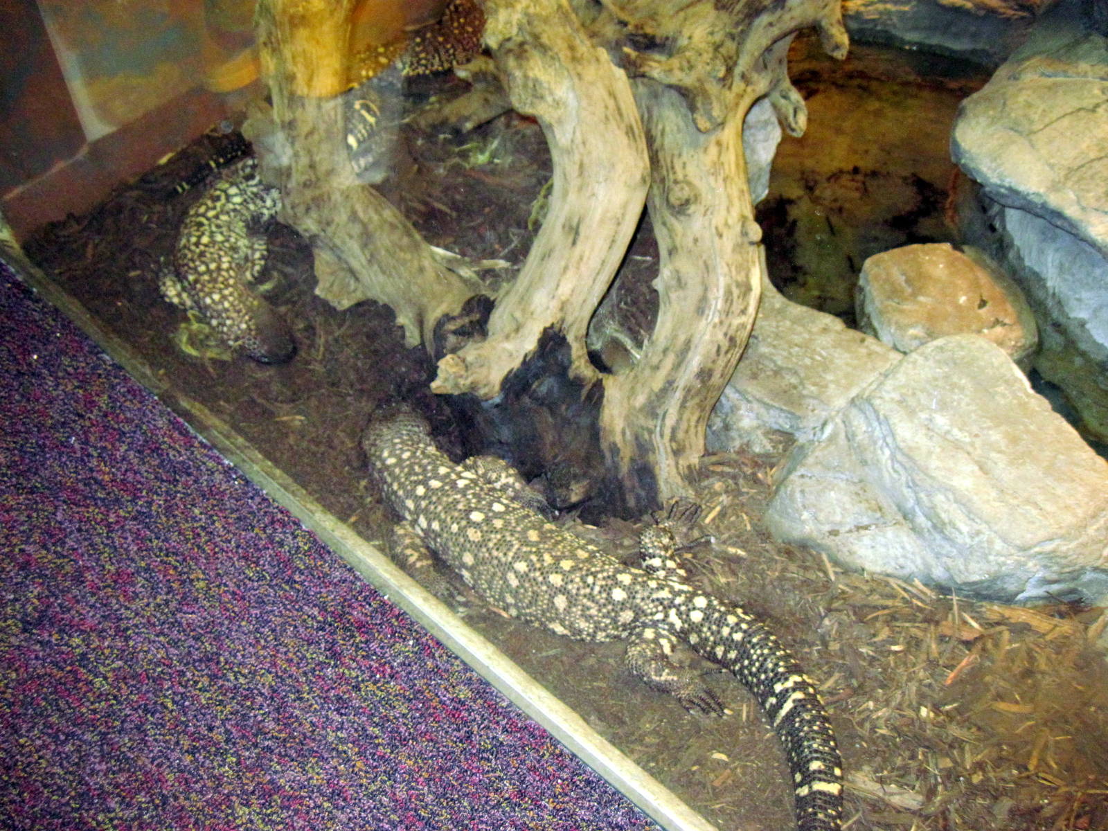 Herpetarium-Gila Monster