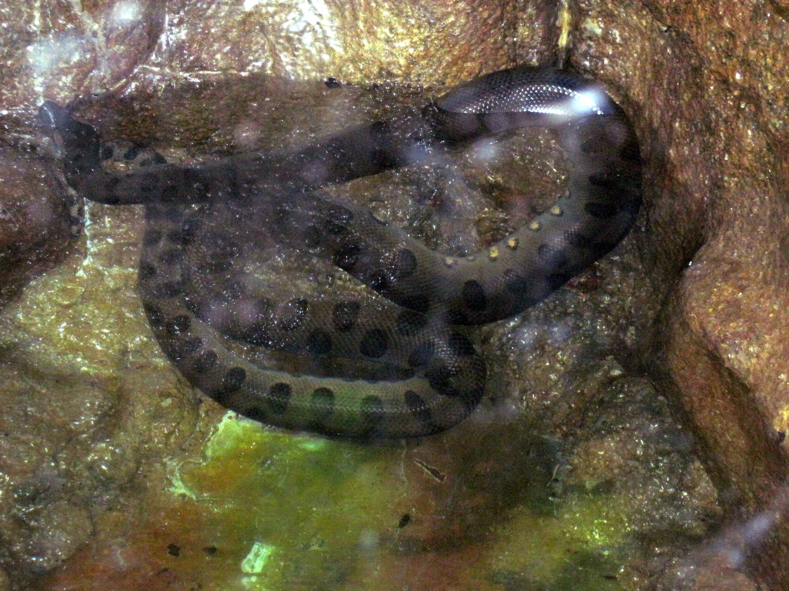 Herpetarium-Green Anaconda