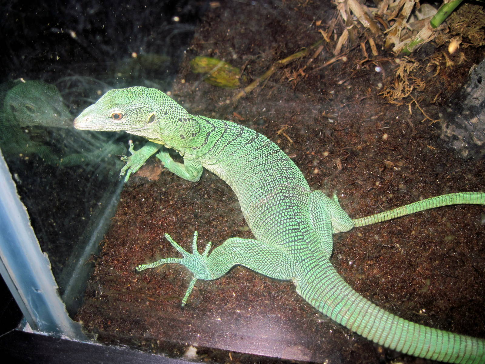 Herpetarium-Green Tree Monitor
