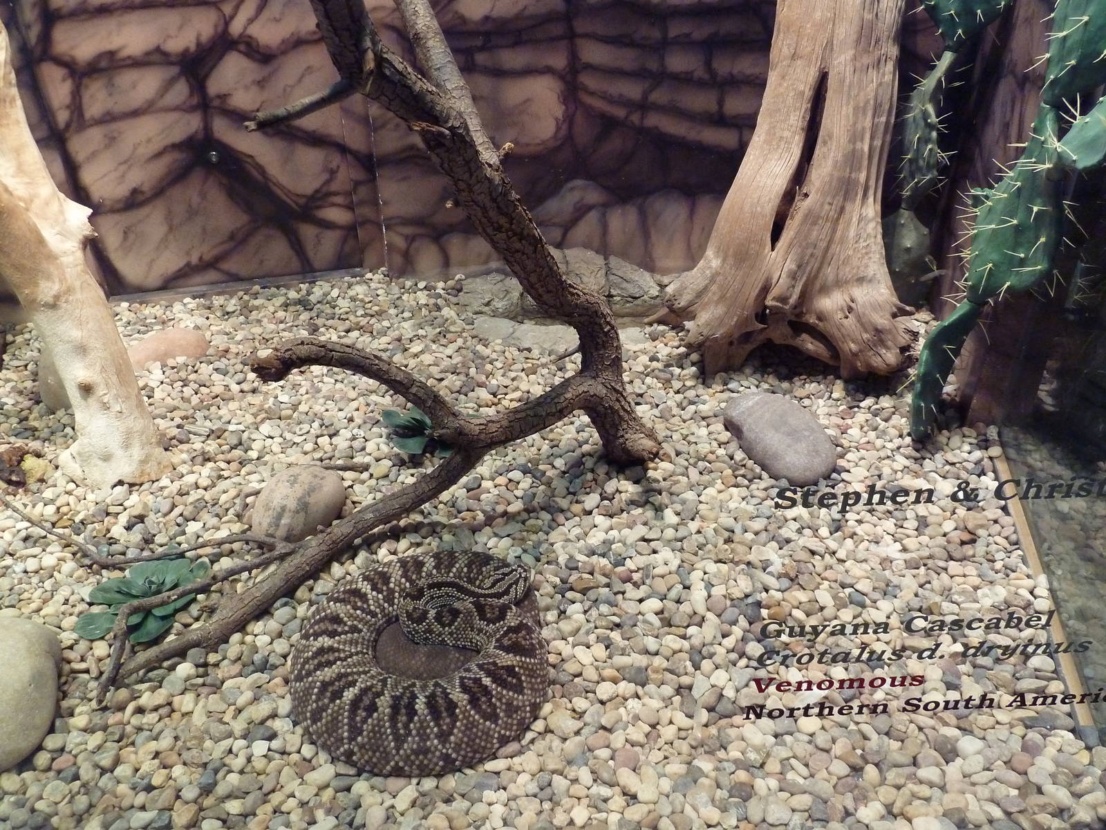 Herpetarium - Guyana Cascabel Exhibit