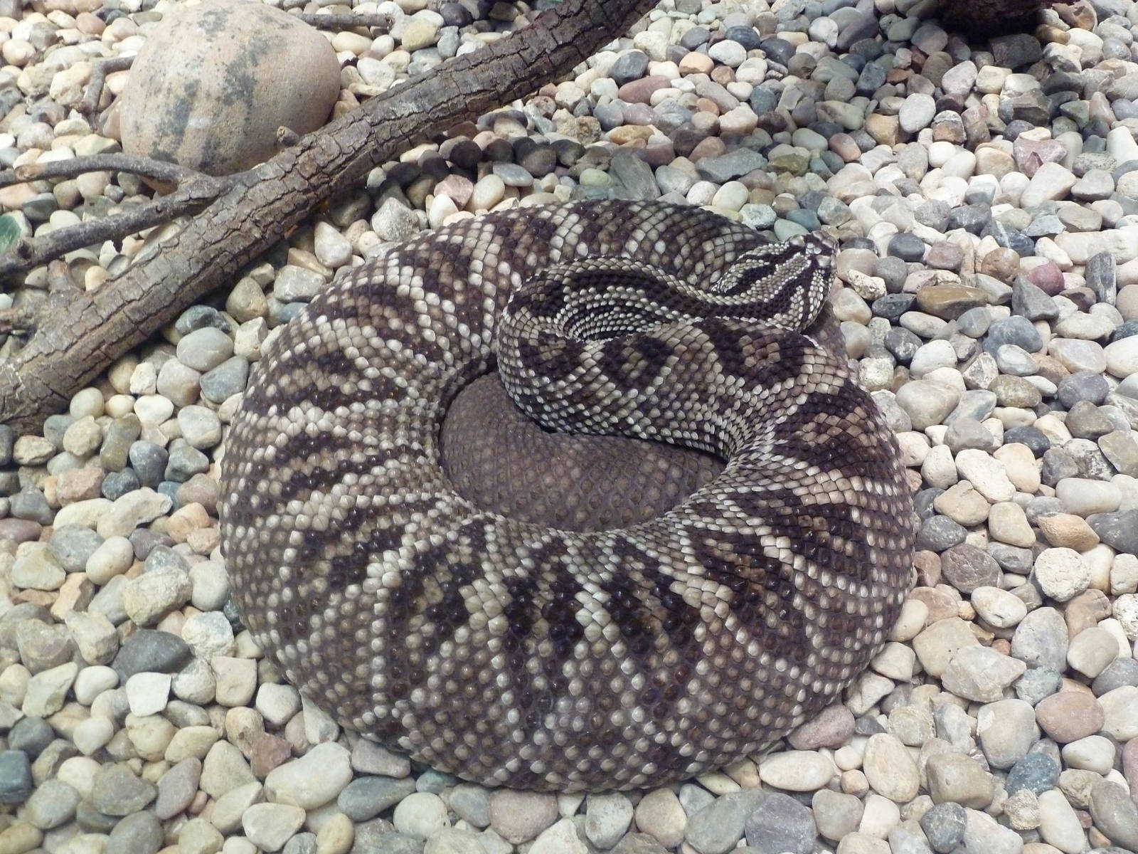 Herpetarium - Guyana Cascabel