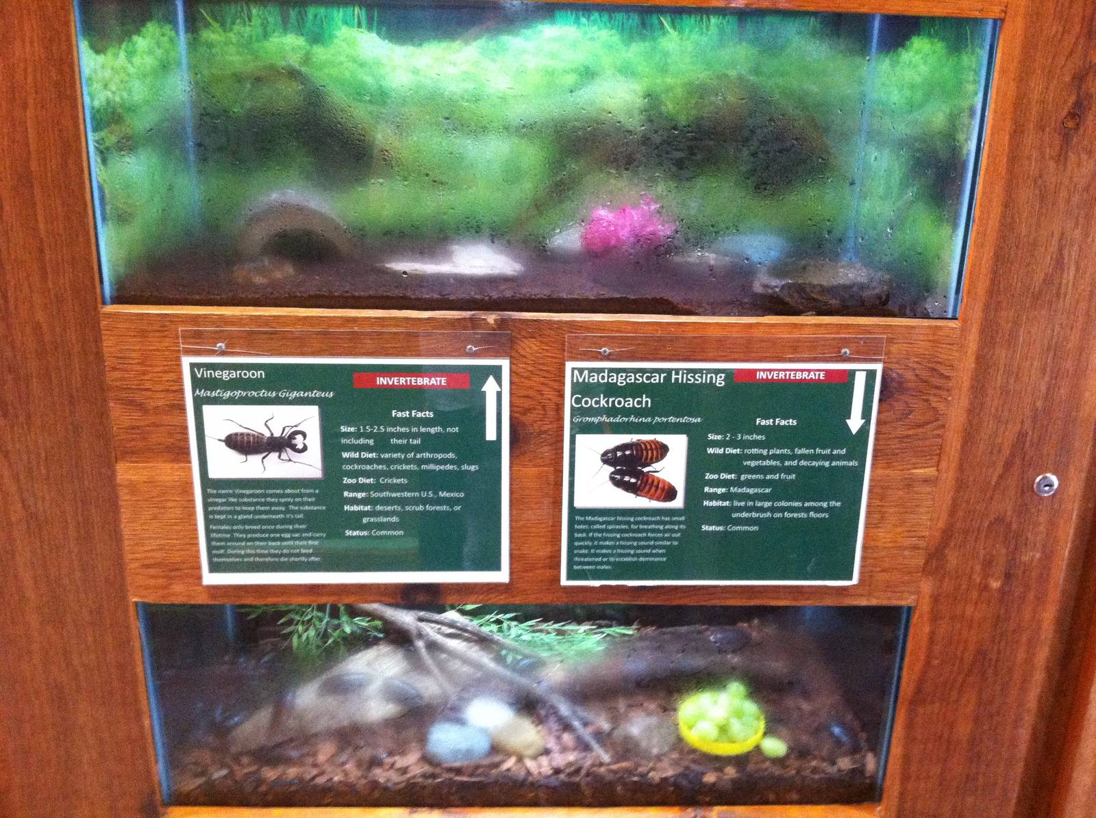 Herpetarium: Invertebrate Terrariums