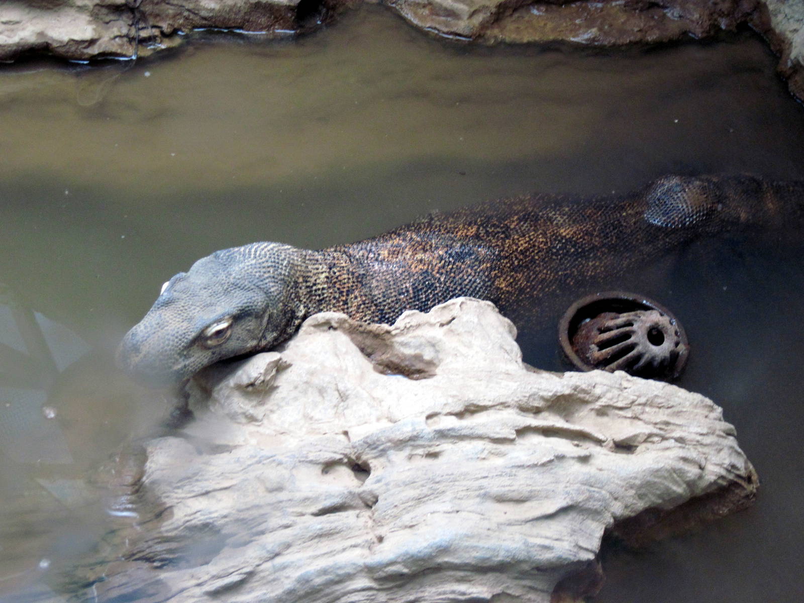 Herpetarium-Komodo Dragon