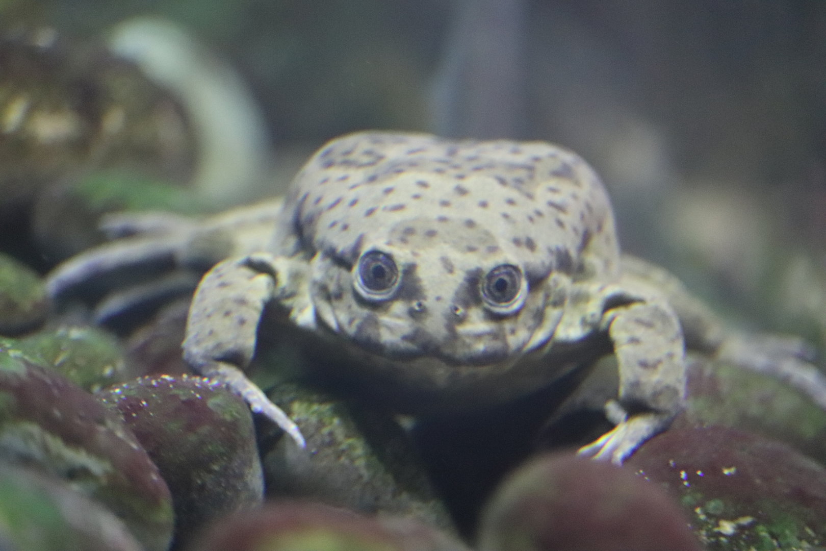 Herpetarium - Lake Titicaca Water Frog