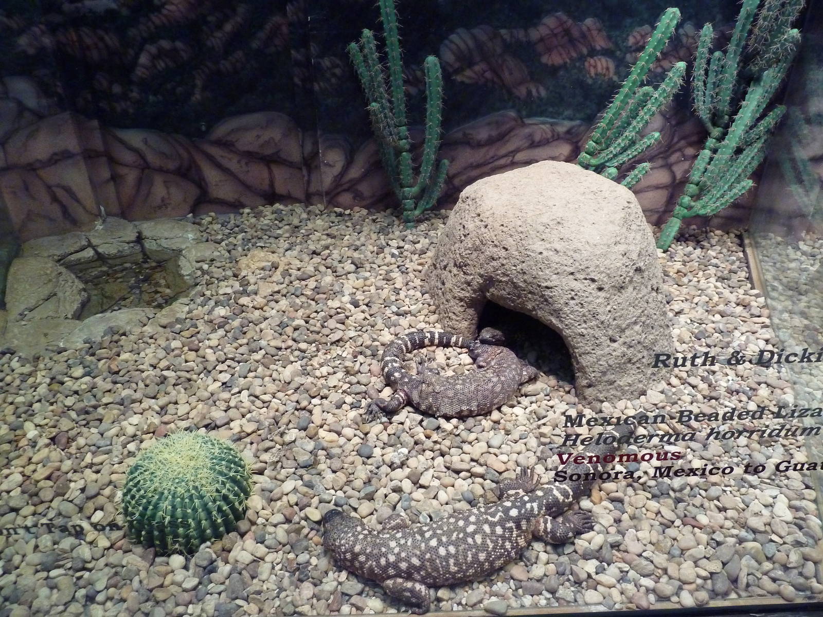 Herpetarium - Mexican Beaded Lizard Exhibit