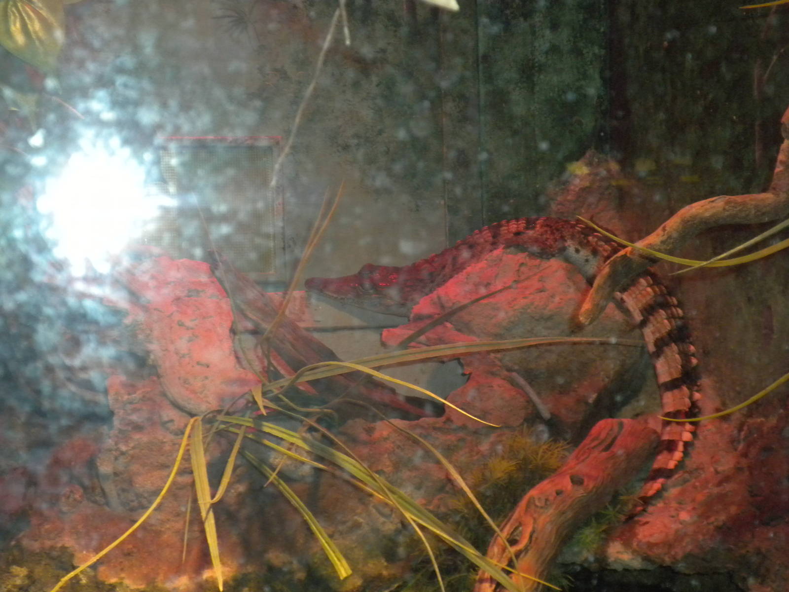 Herpetarium - Philippine Crocodile